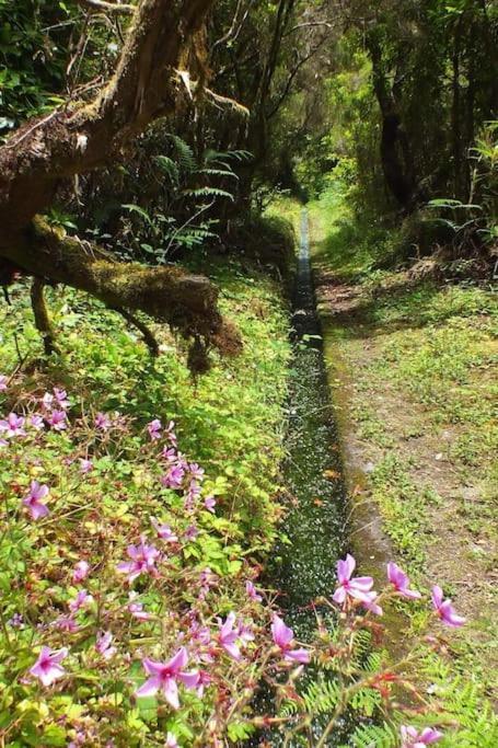 Santana Central Garden Wifi Park Quiet Area 12D Santana (Madeira) Exterior foto